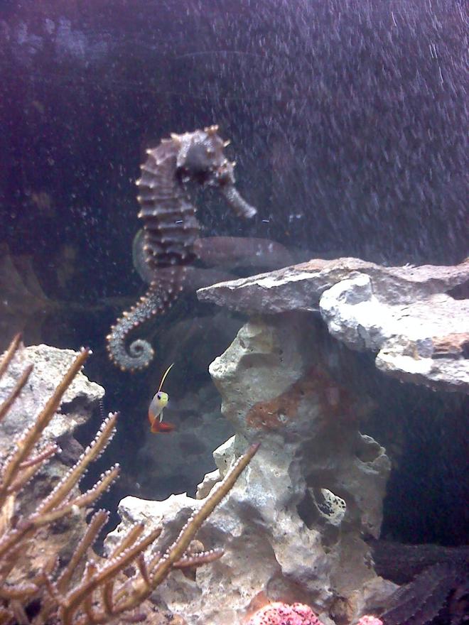 saltwater fish - hippocampus erectus - black seahorse stocking in 30 gallons tank - My female horse, Cookie (Short for 'Tough Cookie'- That she is!) with Mr.Narwhal in the background
