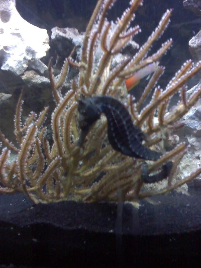 saltwater fish - hippocampus erectus - black seahorse stocking in 30 gallons tank - This is my male horse, Colt hitched on to his favorite thing ever, the Gorgonian