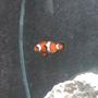 saltwater fish - amphiprion percula - true percula clownfish stocking in 30 gallons tank - My False Percula Clown, Critter