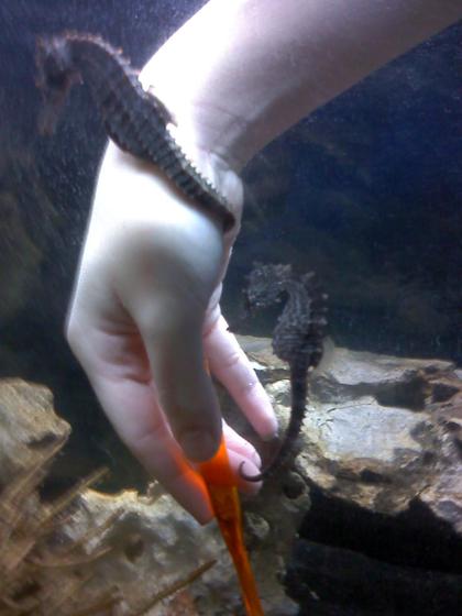 saltwater fish - hippocampus erectus - black seahorse stocking in 30 gallons tank - I was scraping off the algae on the front of my tank with a toothbrush.  This is why I'm called the Sea horse whisperer.  I can't do anything in my tank without them coming to hitch on my hand.  They were sold to me as tank raised, but I think they are wild caught because they only take live food..  That makes it even more puzzling as to why they would want to hitch on me . haha.