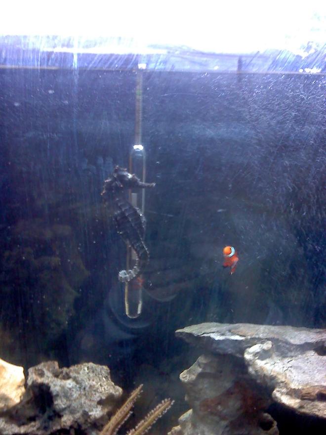 saltwater fish - hippocampus erectus - black seahorse stocking in 30 gallons tank - Colt is going for a little ride on the hydrometer.  Critter is watching in disbelief.