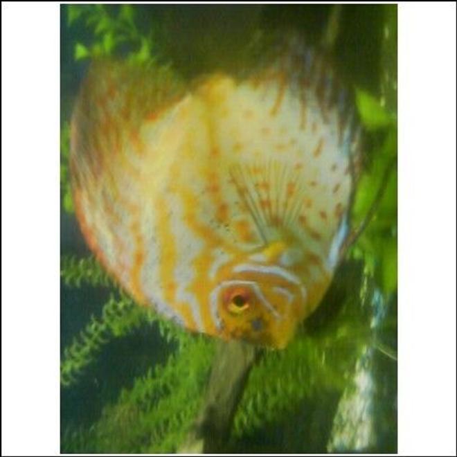 freshwater fish - symphysodon spp. - pigeon blood discus stocking in 125 gallons tank - My Dominant Discus  Beautiful colors in person