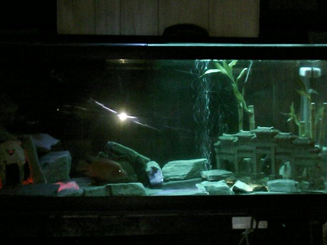 75 gallons freshwater fish tank (mostly fish and non-living decorations) - the jade empire,dealing with aquqriums should not just be a hobby,it should be an art.introducing the red devil,bifiscatium,managuense and jack dempsy.i've just added some new pics,so please check them out  and comment