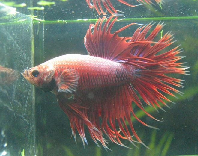 freshwater fish - betta splendens - crown tail betta stocking in 77 gallons tank - Crowntail Betta