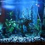 fish tank picture - 29 gallon