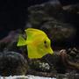saltwater fish - zebrasoma flavescens - yellow tang - hawaii stocking in 29 gallons tank - yellow tang A.K.A- BuBbLes RIP