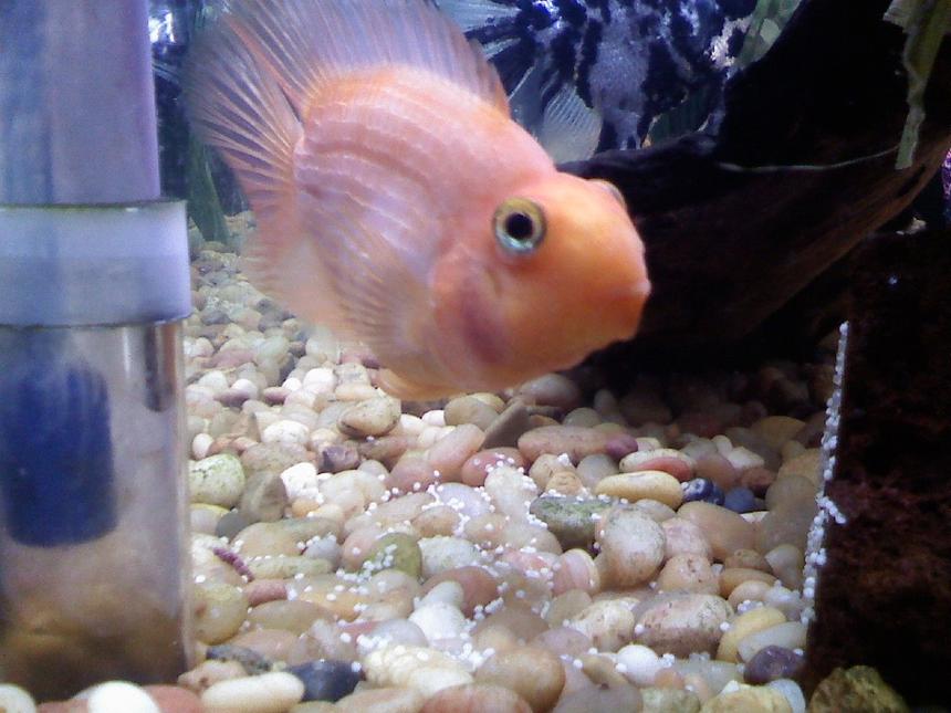 Rated #217: Freshwater Fish - Heros Severus X Amphilophus Citrinellum - Blood Parrot Stocking In 46 Gallons Tank - My blood parrot just laid eggs, obviously there's no babies as I only have 1 blood parrot.