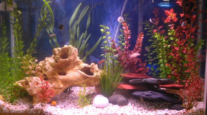 29 gallons freshwater fish tank (mostly fish and non-living decorations) - Newly redecorated tank with tetras, guppies, neons, snails and catfish.