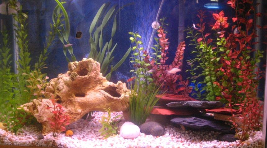 Rated #1408: 29 Gallons Freshwater Fish Tank - Newly redecorated tank with tetras, guppies, neons, snails and catfish.