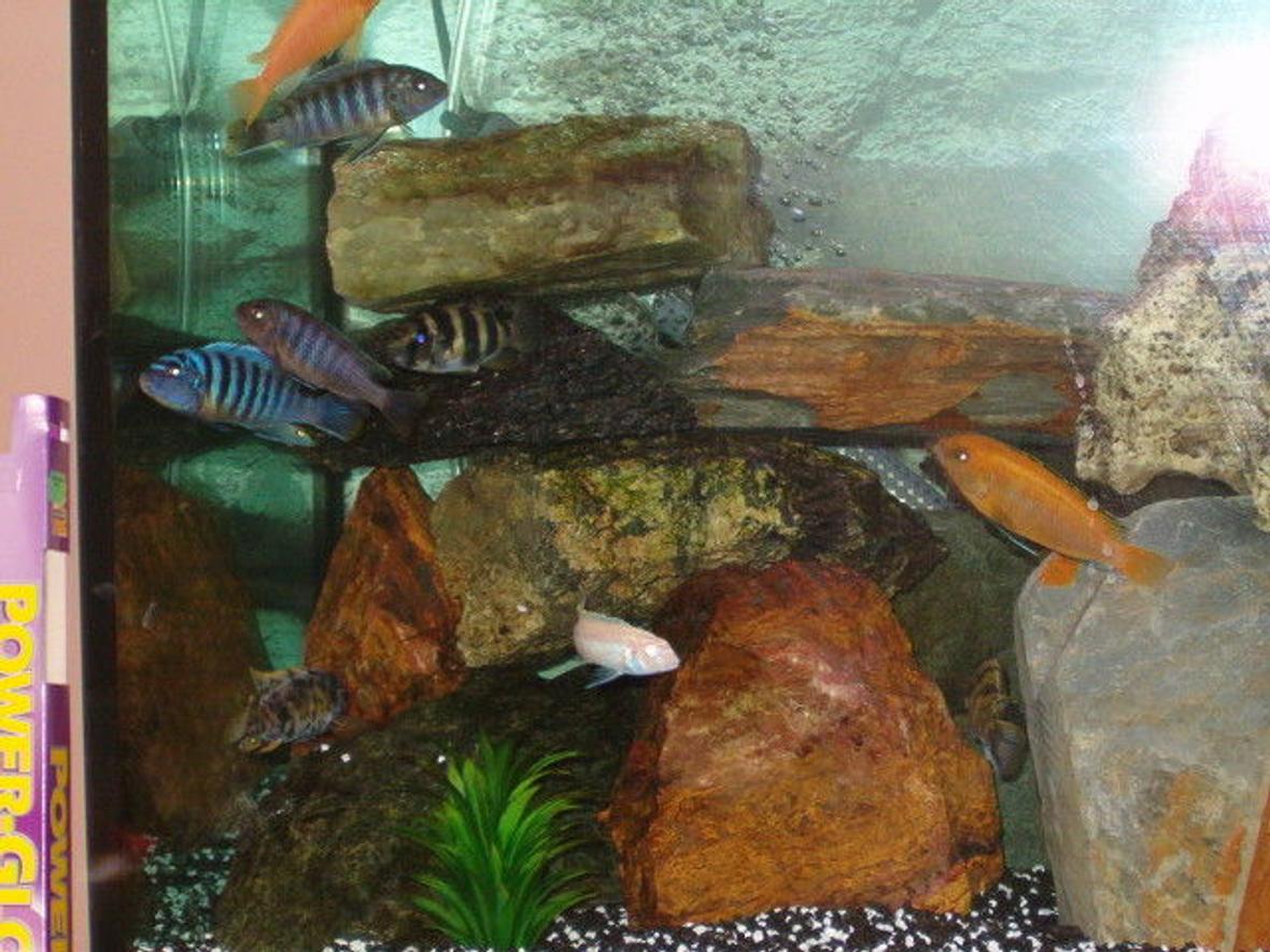freshwater fish - pseudotropheus estherae - red zebra cichlid stocking in 53 gallons tank - My Cichlids! Gorgeous
