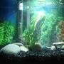 fish tank picture - My starting tank.