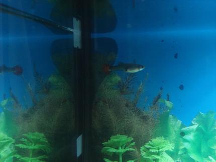 freshwater fish - poecilia reticulata - red fire guppy stocking in 10 gallons tank - Guppy #1