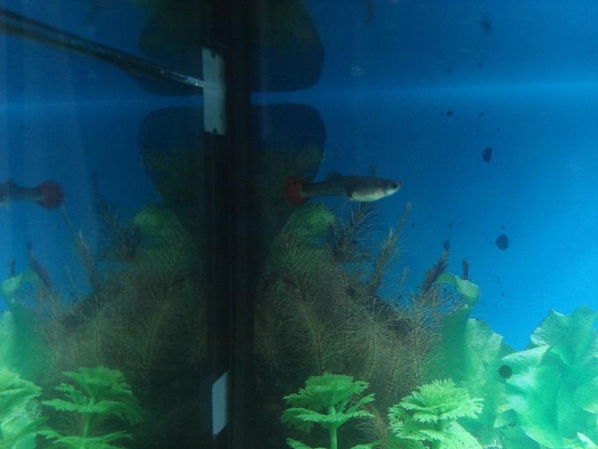 Rated #271: Freshwater Fish - Poecilia Reticulata - Red Fire Guppy Stocking In 10 Gallons Tank - Guppy #1