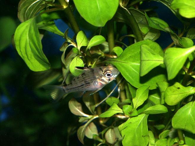 freshwater fish - microgeophagus altispinosa - bolivian ram stocking in 55 gallons tank - Bolivian Ram fry at 2 months old. Still only about 1/2"
