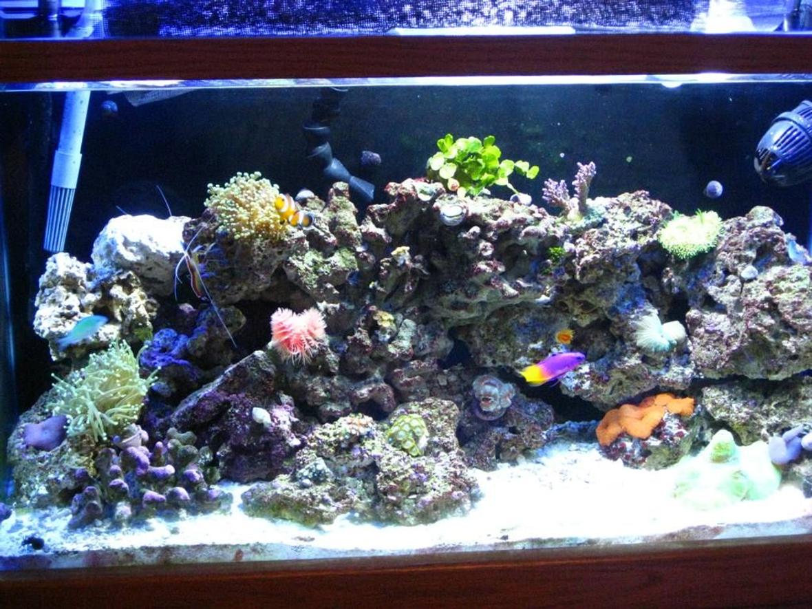 29 gallons reef tank (mostly live coral and fish) - 4 1/2 months old