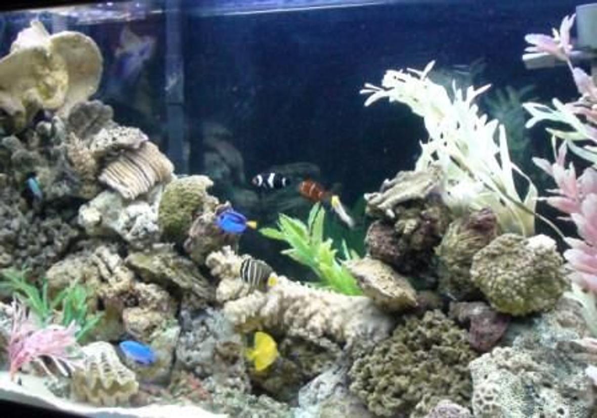 saltwater fish - paracanthurus hepatus - blue tang stocking in 75 gallons tank - my 75 gallon Marine tank.
