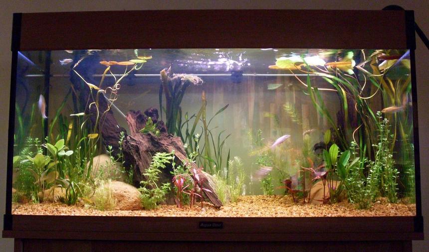 Rated #115: 20 Gallons Planted Tank - The  New Tank
