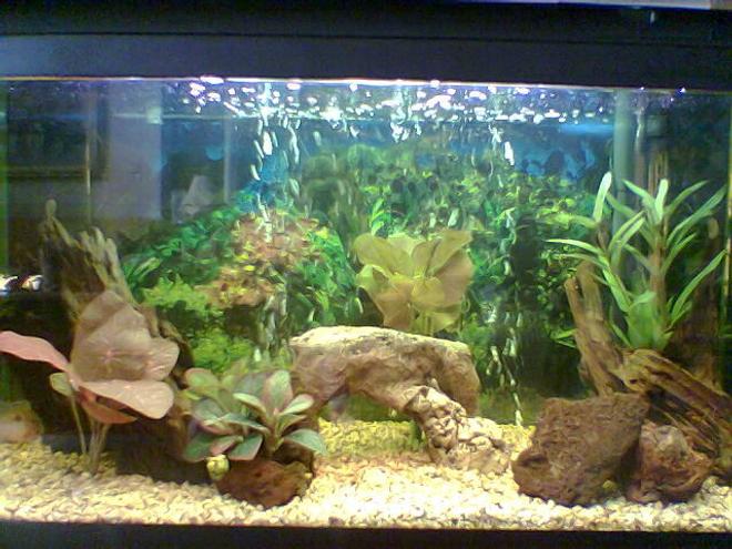 36 gallons freshwater fish tank (mostly fish and non-living decorations) - New-World Cichlid Tank

(Volume: 36 Gallons, Fish kept: 2 Thoricthys meeki, 1 Gliptopericthys Joselimaianus, Decor: Artificial Plantwork, Natural Driftwood and Lava Rocks)