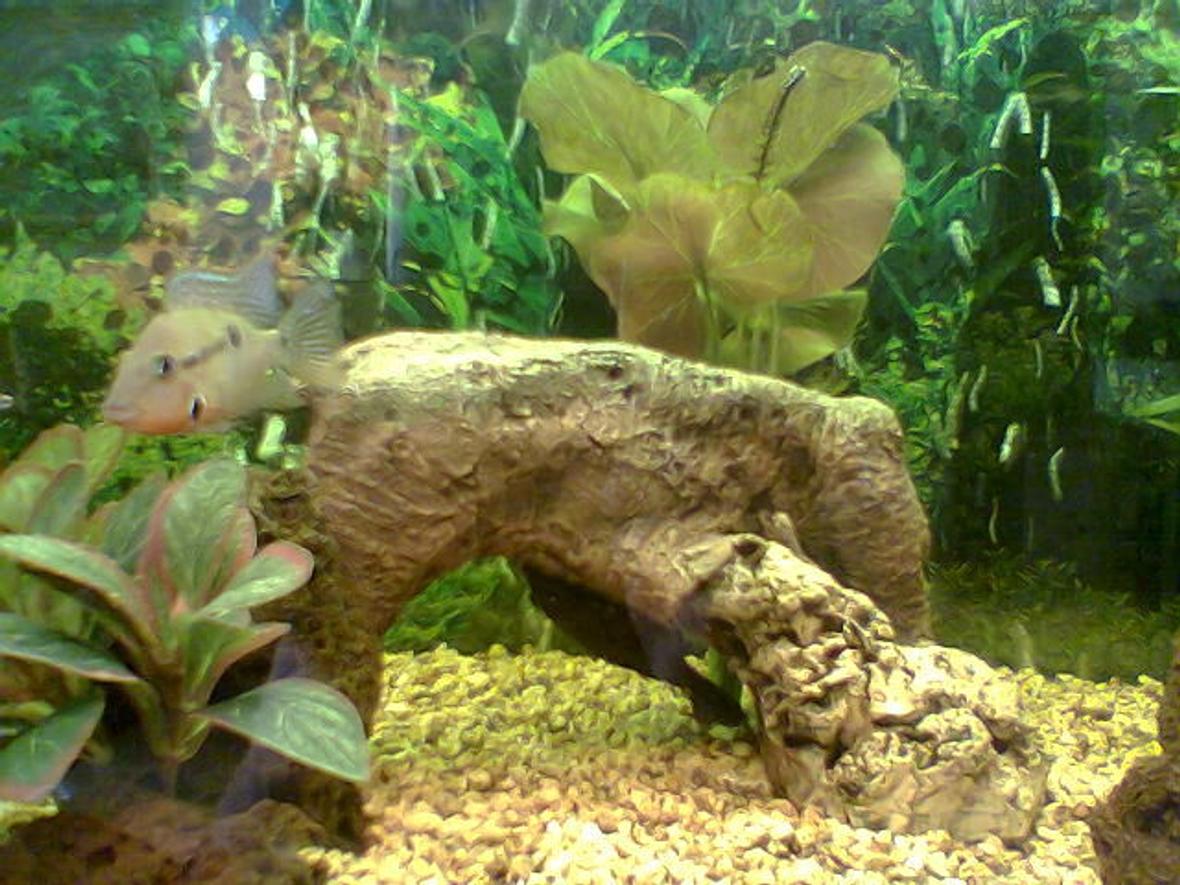 freshwater fish - thorichthys meeki - firemouth cichlid stocking in 36 gallons tank - Close-up of Alpha-male Firemouth Glyptopericthys Joselimaianus seen hanging upside-down from the rockwork