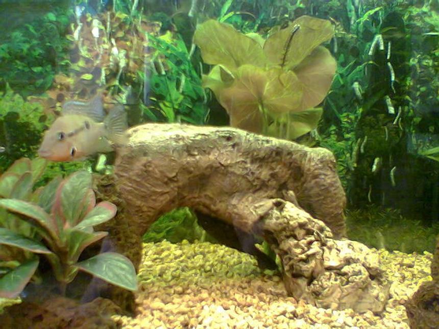 Rated #1597: Freshwater Fish - Thorichthys Meeki - Firemouth Cichlid Stocking In 36 Gallons Tank - Close-up of Alpha-male Firemouth 

Glyptopericthys Joselimaianus seen hanging upside-down from the rockwork