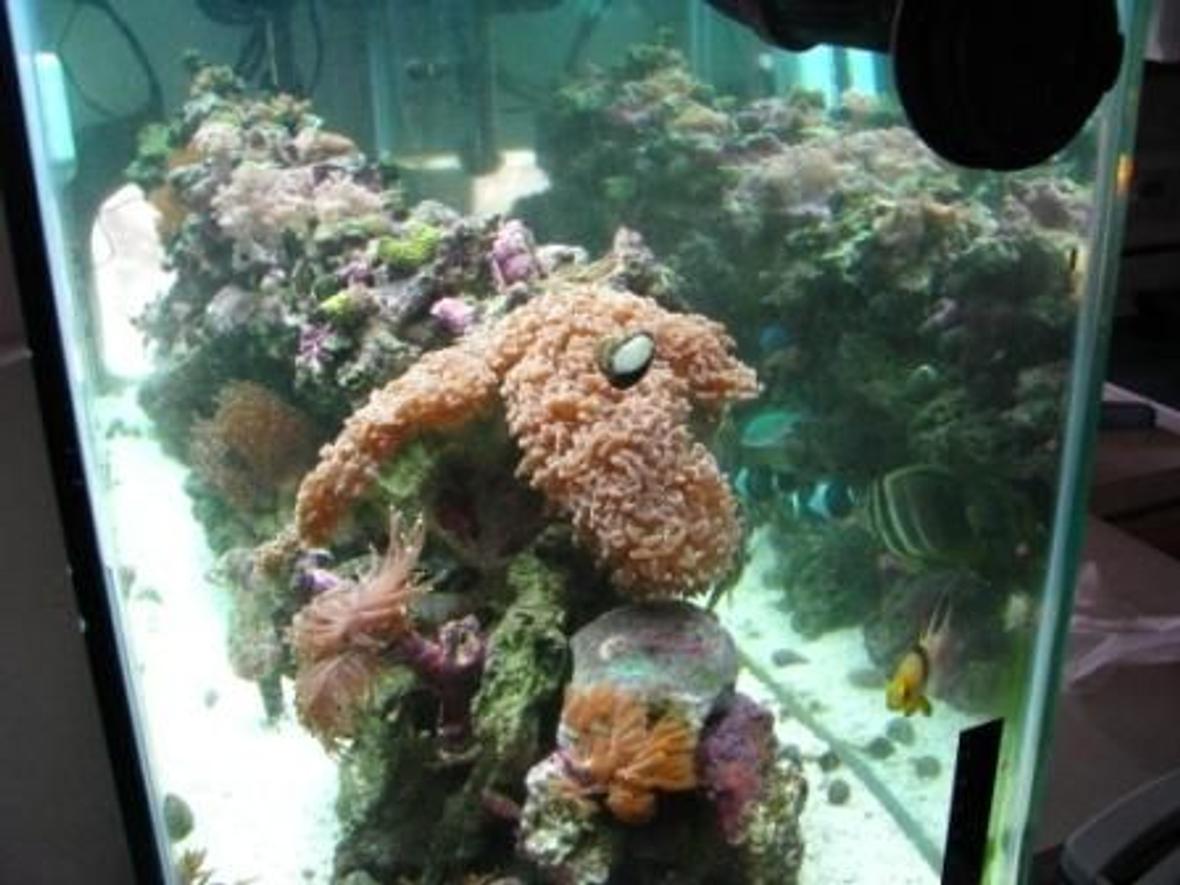 55 gallons reef tank (mostly live coral and fish) - The whole tank