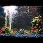 fish tank picture - This is my 30 gallon tank.