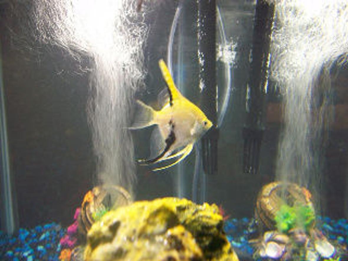 freshwater fish - pterophyllum sp. - koi angel stocking in 30 gallons tank - This is my yellow Angelfish.