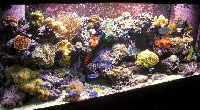 120 gallons reef tank (mostly live coral and fish) - latest pic as of Mar 3rd