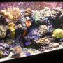 120 gallons reef tank (mostly live coral and fish) - latest pic as of Mar 3rd