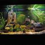 fish tank picture - Close-up of African Cichlid Tank