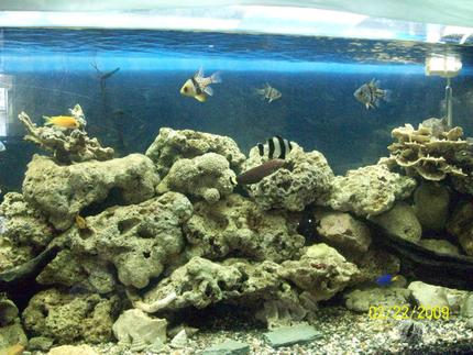 saltwater fish - dascyllus melanurus - four stripe damselfish stocking in 60 gallons tank - updated