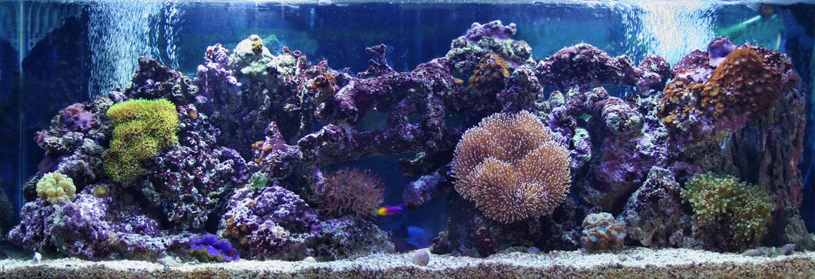 fish tank picture - reef tank