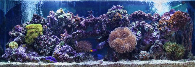 55 gallons reef tank (mostly live coral and fish) - reef tank