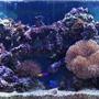 fish tank picture - reef tank