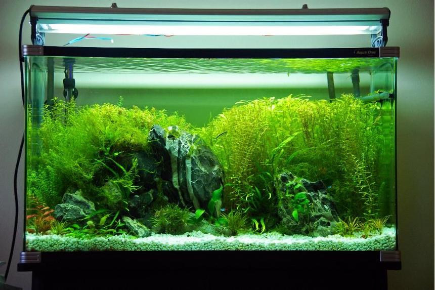 Rated #79: 45 Gallons Planted Tank - 55g tank with plants rocks and some basic fish