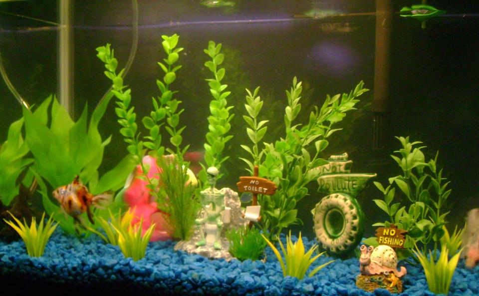 freshwater fish - carassius auratus - fantail goldfish, calico stocking in 10 gallons tank - 1 bubbler, 1 rock, 1 large plant, 2 medium plants, 1 small plant, 6 little buches, 2 faintailed golfish 1 white and the other calico, and 1 black moore