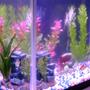 10 gallons freshwater fish tank (mostly fish and non-living decorations) - 1 bubbler, 2 tetras, 2 rocks with plants,and two medium plants