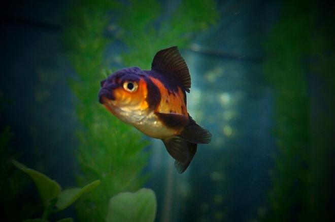 freshwater fish - carassius auratus - oranda goldfish stocking in 29 gallons tank - My little Black and Red Oranda!
