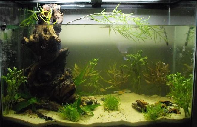 37 gallons planted tank (mostly live plants and fish) - ASIAN COASTAL WATER WAY