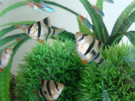 freshwater fish - puntius tetrazona - tiger barb stocking in 10 gallons tank - these are my Tiger Barbs and my neons are in the background