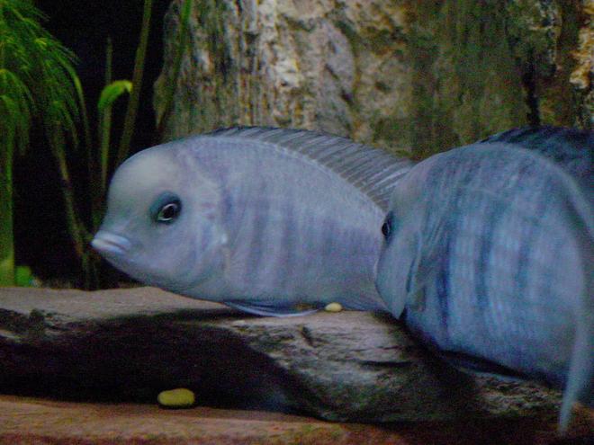 freshwater fish - cyrtocara moorii - blue dolphin cichlid stocking in 90 gallons tank - Cyrtocara Moorii egg drop