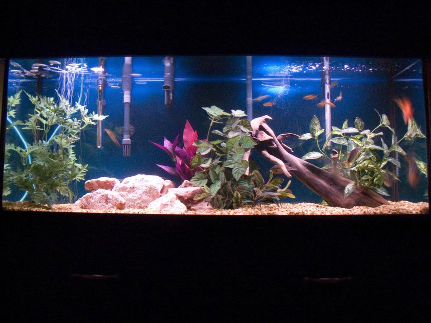Rated #955: 55 Gallons Freshwater Fish Tank - family fish tank 
two blood parrot fish
two silver dollar
one red tail botia
one firemouth
nine silver tips tetras
driftwood,strabbery rocks,...