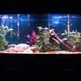 55 gallons freshwater fish tank (mostly fish and non-living decorations) - family fish tank two blood parrot fish two silver dollar one red tail botia one firemouth nine silver tips tetras driftwood,strabbery rocks,...