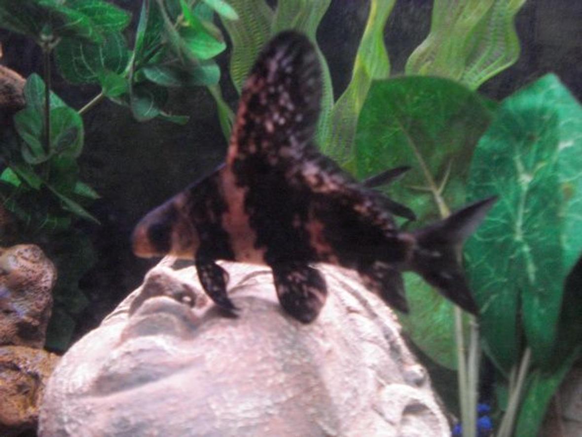 freshwater fish - myxocyprinus asiaticus - chinese hi fin banded shark stocking in 125 gallons tank - one of my hi-fins