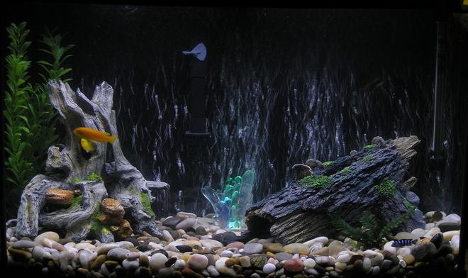 36 gallons freshwater fish tank (mostly fish and non-living decorations) - An ok pic of my tank