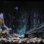36 gallons freshwater fish tank (mostly fish and non-living decorations) - An ok pic of my tank