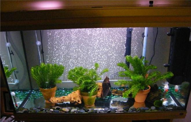 65 gallons planted tank (mostly live plants and fish) - 65 gallon rena goldfish tank. Running 2 filters - rena xp2 external and fluval U4 internal. 6 live plants and 5 marimo moss balls plus 2 mopani logs and some river pebbles. 24 inch bubble wand powered by large sera air pump and an internal heater providing a constant 20 deg C.