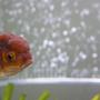 freshwater fish - carassius auratus - chocolate oranda goldfish stocking in 65 gallons tank - bilbo, my little chocolate oranda (aka mr grumpy)