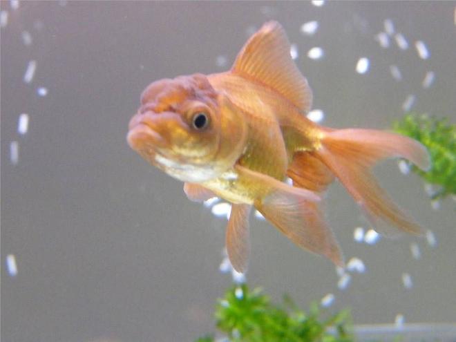 freshwater fish - carassius auratus - chocolate oranda goldfish stocking in 65 gallons tank - merry, my other little chocolate oranda (aka monkey face)