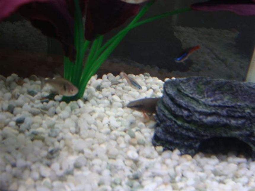 Rated #274: Freshwater Fish - Epalzeorhynchos Frenatus - Rainbow Shark Stocking In 9 Gallons Tank - Here is my Rainbow Shark poking its head out of the rock.